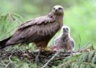 Хищные птицы Днепра