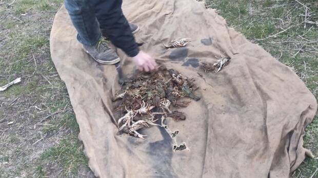 На Дніпропетровщині викрили незаконний вилов раків